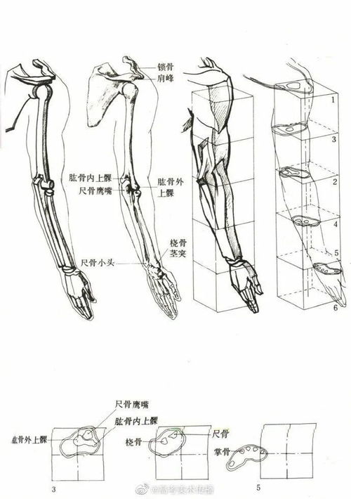 躯干骨骼设计方案[躯干骨骼名称]