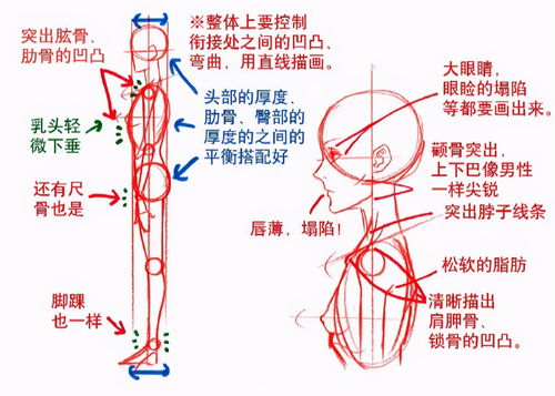 人体器官结构分图布(人体器官结构分布简图)