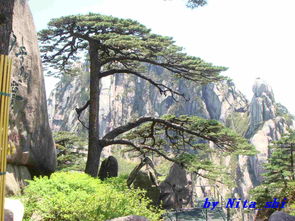 去黄山旅游几月份最好(去黄山几月份最适合旅游)